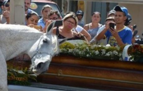 Ganljivo: Konj prišel na pogreb, da bi se še zadnjič poslovil od najboljšega prijatelja