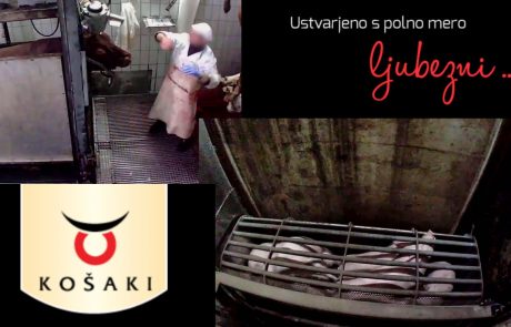 Novi posnetki zlorabljanja in mučenja živali v Sloveniji: Tokrat iz klavnice, ki se hvali, da ”ustvarja z ljubeznijo”