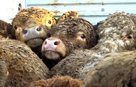 Posnetki kažejo mučenje goveda v hrvaškem pristanišču, od koder potuje v Libanon