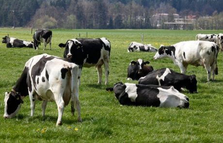 Slovensko mleko, “belo zlato prihodnosti”, tudi za kitajske kupce