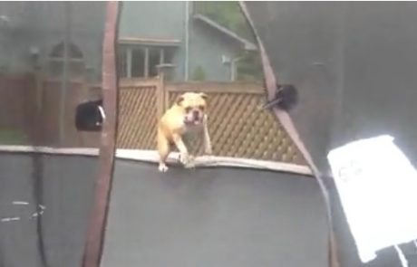 Poglejte, kako kuža uživa na trampolinu …