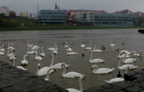 V Sloveniji se je pojavil nov podtip ptičje gripe