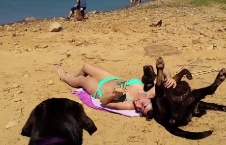 Zakaj labradorca ni pametno jemati na plažo…
