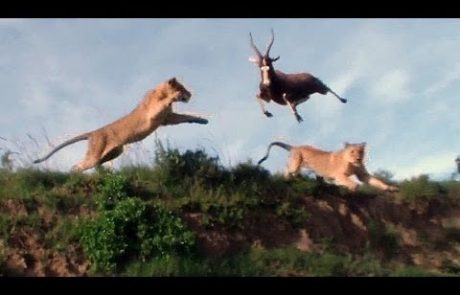 VIDEO: Levinja s spektakularno akrobacijo v zraku prestregla antilopo!