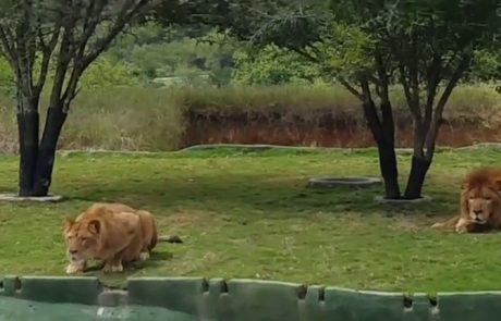 Na srečo obiskovalcev živalskega vrta levinji njen podvig ni uspel (Video)