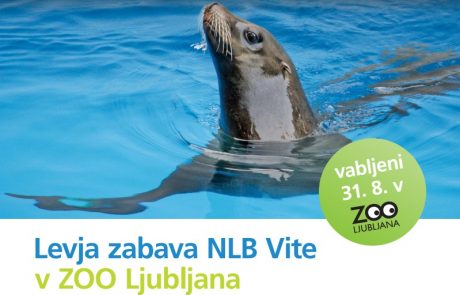 Ne zamudite levje zabave v ZOO Ljubljana!