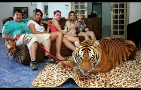 VIDEO: Noro, družina si deli stanovanje s sedmimi tigri!