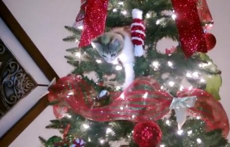 Video: 10 razlogov, zakaj ljudje, ki imajo mačke, ne bi smeli imeti božičnega drevesa