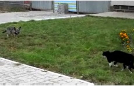 VIDEO: Kavbojski obračun psa in mačke