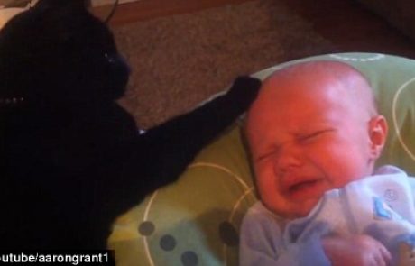 VIDEO: Maček pomiril jokajočega dojenčka