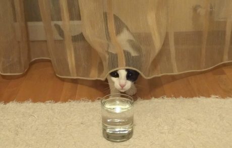 Kaj se zgodi, če mački postrežemo mineralno vodo