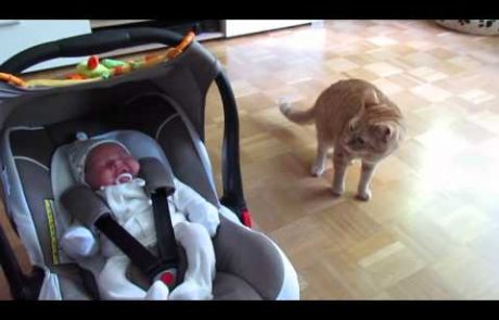 Video: Poglejte smešno reakcijo mačke, ki je prvič v življenju videla dojenčka