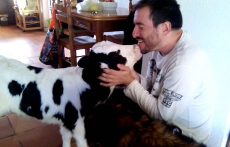 Mala kravica se odlično počuti v družbi psov in ljudi (video)