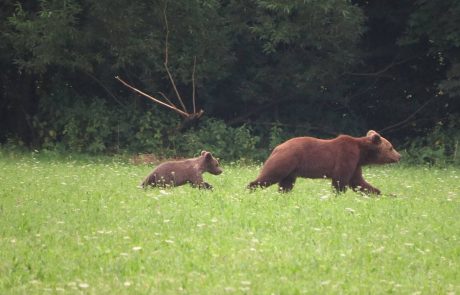 Po Ljubljanskem barju se sprehaja medvedka z mladičem