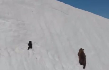 Video dneva: Ta medvedek ima pomembno sporočilo za vse nas – vedno glej gor in nikoli ne odnehaj!