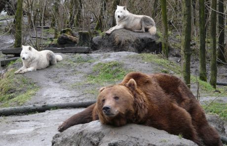 Nekdaj so na Pohorju kraljevali medvedi in volkovi, pa danes?