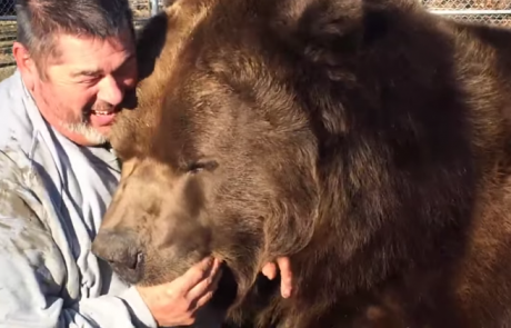 Ogromen medved si želi samo ljubezni in čohljanja (video)