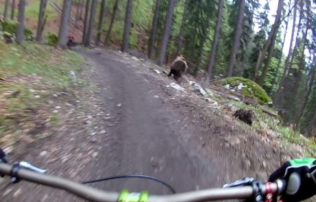 Kolesarja v slovaškem gozdu doživela adrenalinsko srečanje z razjarjenim medvedom