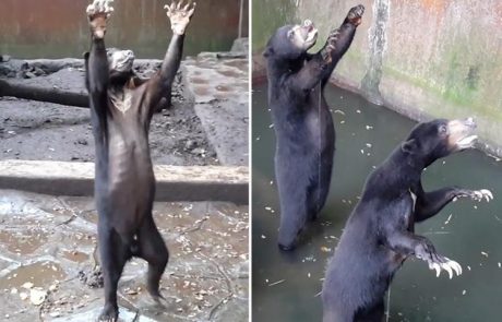 Žalosten prizor iz živalskega vrta, kjer shirani medvedi prosjačijo za koščke čipsa (video)