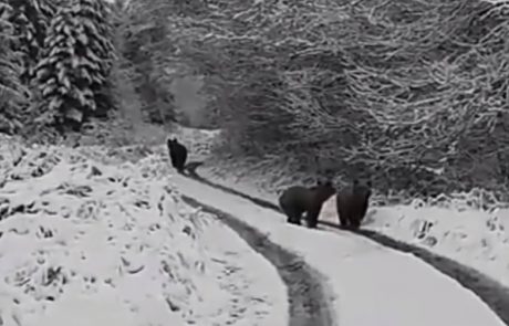 VIDEO: So na Mariborskem Pohorju srečali medvedjo družino?