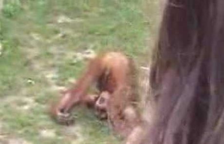 VIDEO: Ojoj, opica si urinira v usta!