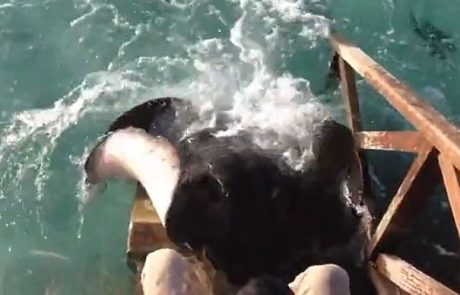 Osupljiv trenutek, ko morski bič skoči iz vode, da bi dobil priboljšek (video)