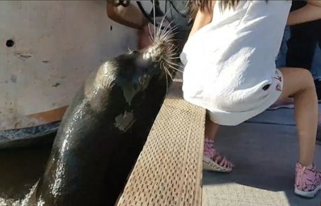 Video, ki je prestrašil svet: Morski lev zgrabil deklico in jo potegnil v vodo