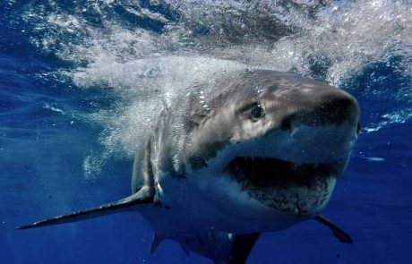 Avstralski deskarji živčni: drugi napad morskega psa v treh tednih
