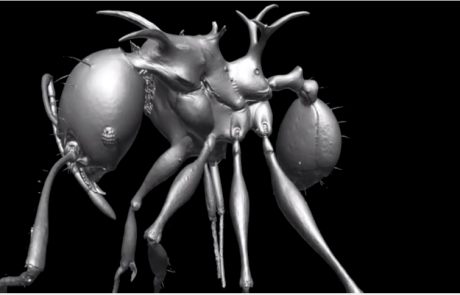 Znanstveniki odkrili mravlje, ki so podobne zmajem iz Igre prestolov