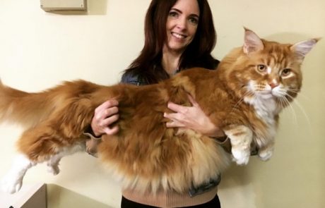 Spoznajte največjega mačka na svetu