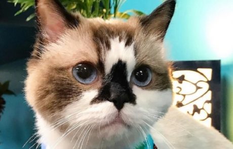 Maček Albert ima na instagramu že 456 tisoč privržencev: Poglejte, s čim jih je osvojil
