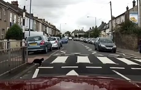 Ta video nujno pokažite svojemu otroku: Mačka bo pokazala, kako se pravilno prečka cesto
