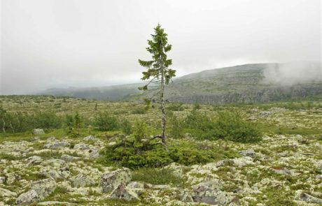 Na Švedskem raste drevo, ki se je zasejalo pred 9.500 leti