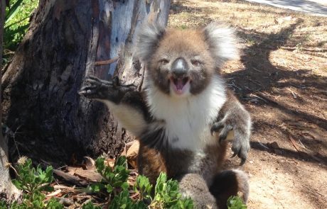 Nesrečna koala bruhnila v jok, ker so jo nagnali z drevesa (video)