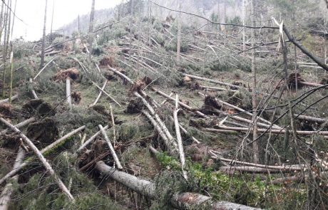 Veter decembra poškodoval drevje v več kot polovici državnih gozdov