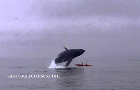 Neverjeten prizor, ko kit grbavec skoči na kajakaša in ju potopi pod sabo (video)