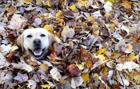 Nihče ne uživa v jeseni bolj kot ta vesela labradorka (video)