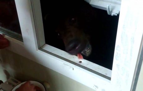 NORO: Rus skozi kuhinjsko okno hrani ogromnega črnega medveda (video)
