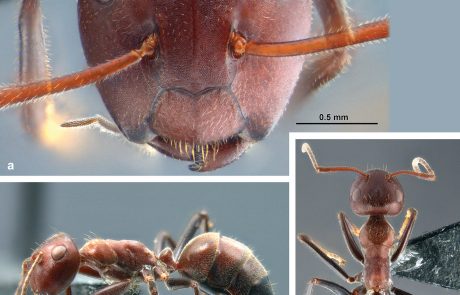 Mravlje, ki so se za zaščito svojega doma pripravljene razstreliti
