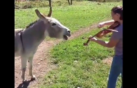 Osel veselo poje, ženska pa ga spremlja na violino (video)