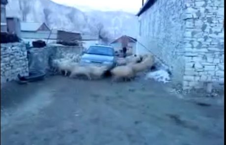 VIDEO: Lada vs. čreda ovac