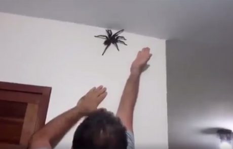Kaj storiti, če najdemo gromozanskega pajka na steni? Dobro si oglejte ta video.