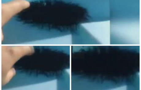 Zakaj se ne bi nikoli smeli dotikati nenavadnih kupčkov dlake… (VIDEO)