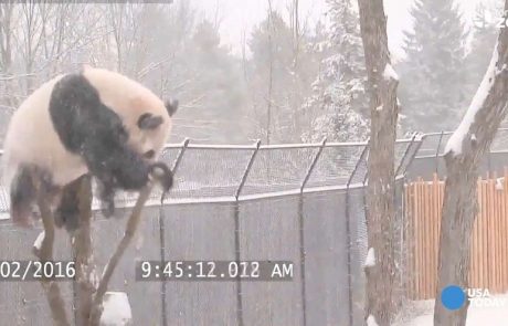 Pozabil je, da pande ne znajo plezati (video)
