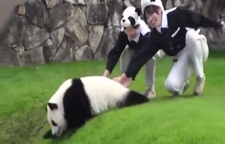 Poredna panda nagaja skrbnicam v živalskem vrtu