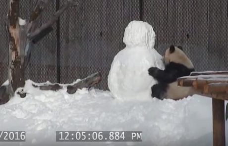 Video dneva: Panda in njen najboljši prijatelj snežak