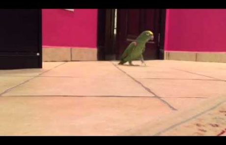 Papagaj, ki se krohota kot zlobnež iz filma (video)