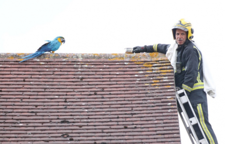 Gasilec je želel papagaja rešiti s strehe, ta pa mu je zabrusil nekaj, kar bo težko pozabil