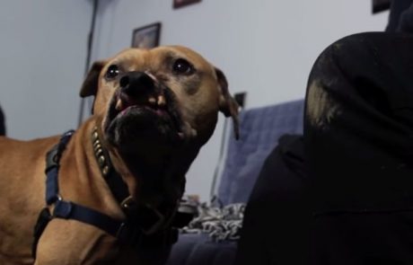 Nepopisna sreča za kužka, ki ga rešijo pasjih borb (Video)