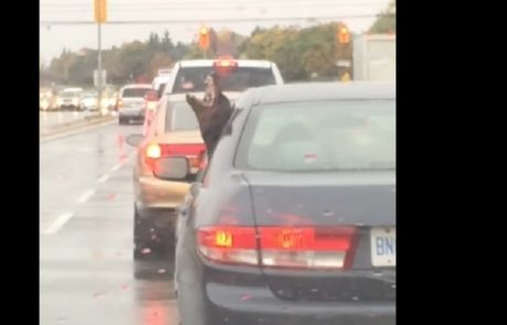 Video dneva: Plesoči pes poskuša iz avtomobila ujeti dež
